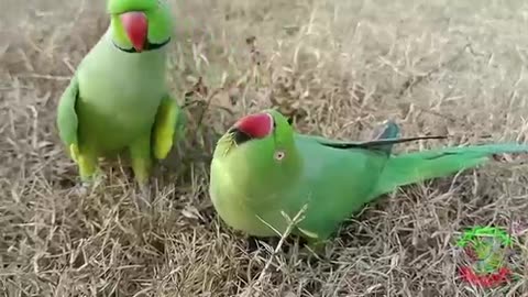 Parrot trending