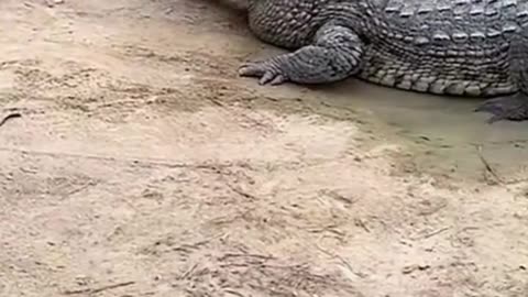 Crocodile feeding