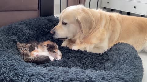 Golden Retriever Reacts to Tiny Kittens in his Bed