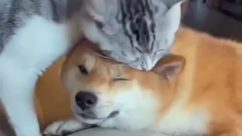 Unlikely Friendship Astonishing Cat and Dog Duo! Short #shorts #funnymemes #syl_vester