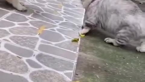 Cute cat and Dog fight