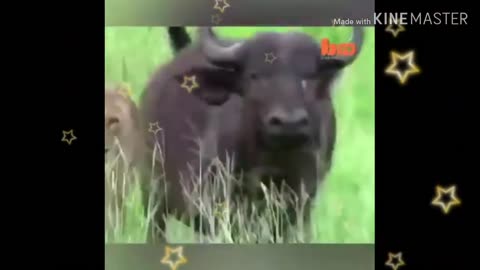 MOST VIRAL VIDEOS !!! WILD ANIMALS HUNTING !!!!