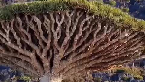 Dragon trees in the Canary Islands