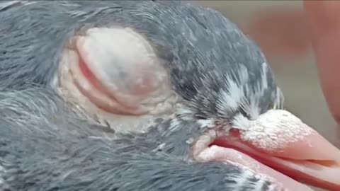 Beautiful pigeon breeder pair best flying