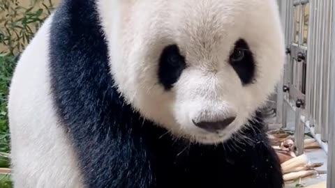 The sound of pandas eating bamboo shoots is really fascinating