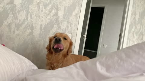 My Dog Makes The Cutest Noises To Wake Me Up