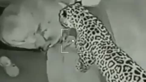 Shocking Footage Leopard attack on security dog viralvideo