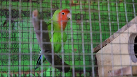 My love bird call to me for feeding.