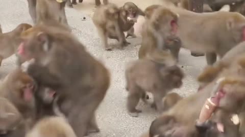 Angry monkey shows displeasure over being video taped by tourists