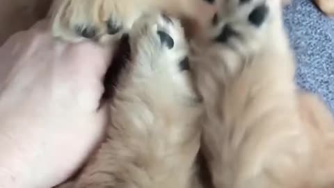 Belly rubs, fun time