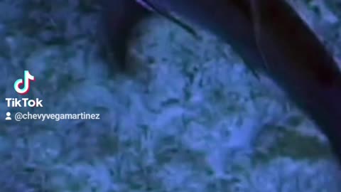 El radar oculto de los tiburones La línea lateral de los tiburones