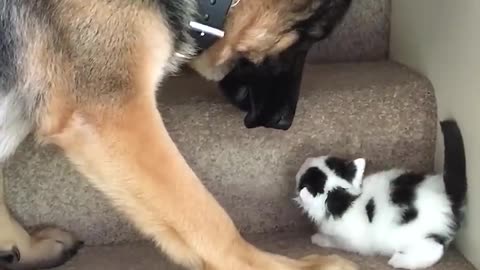 Helpful dog carries kitten