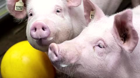 U.S. man with transplanted pig heart dies -hospital