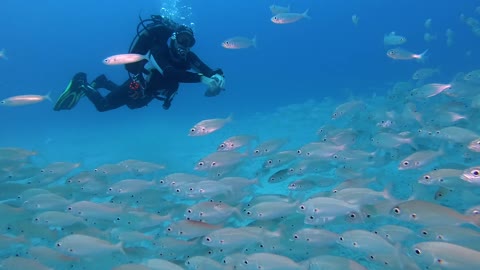 Person Diving In The Ocean