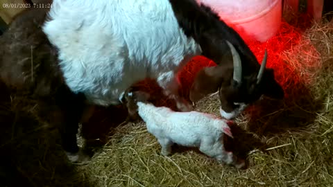 New Boer kids on the farm