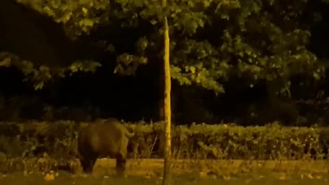 Boar Wanders Streets Of Bucharest