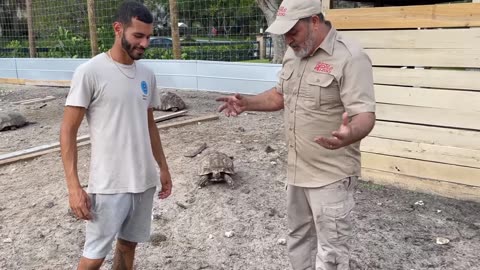 104 years old Tortoise worlds oldest tortoise living with 540 pounds of weight