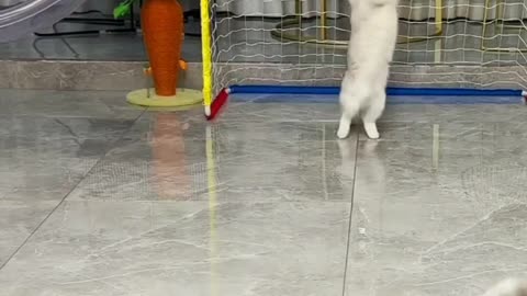 Funny Cats playing football