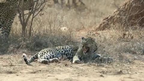 Female leopard wakes up male for attention