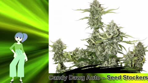 Candy Dawg Auto – Seed Stockers