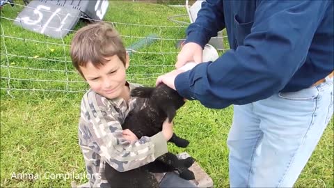 Heart Melting Baby Lamb Completion