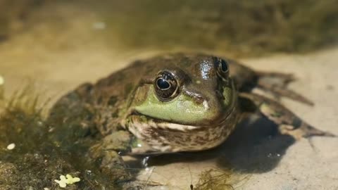 Frog