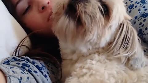 Fluffy white dog in bed with owner in blue and white pjs growling