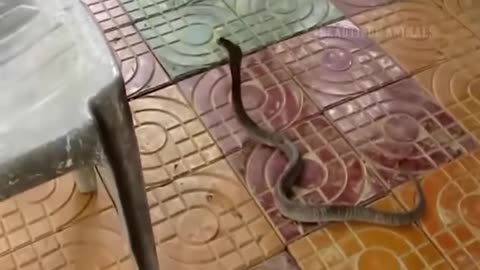 Dog VS Snake - Beautiful Animals