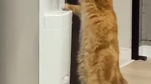 Cute cat learned to drink