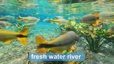 diving with fish in Bonito-Brazil