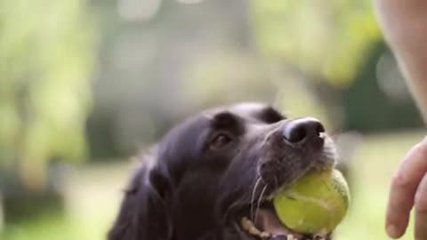 Man Playing Ball With a Dog