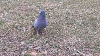 That Crazy Pigeon