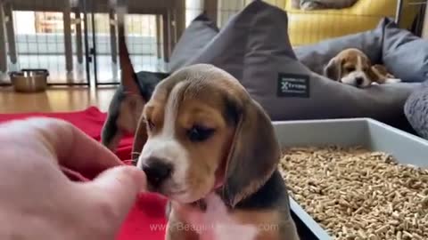 Cute and Funny BEAGLE PUPPY Compilation at just 5 weeks old 2021