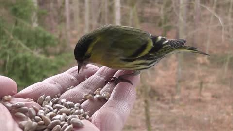 a beautiful little bird that feeds in my hands