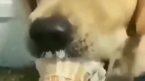 funny dog eating ice cream