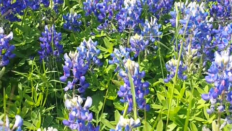 Texas Bluebonnets