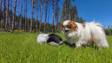 CUTE DOGS PLAY GARDEN