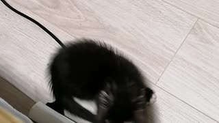 Kitten plays with tail