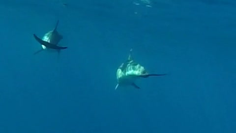 Dolphins in the open ocean