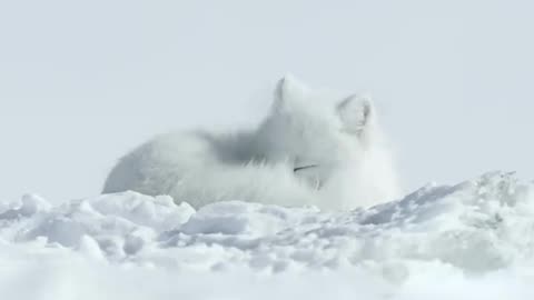 white fox