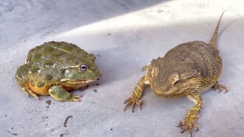 The story of frogs and lizards fighting for food