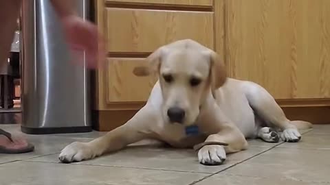 Labrador Dog Shows How Well Trained He is #Shorts