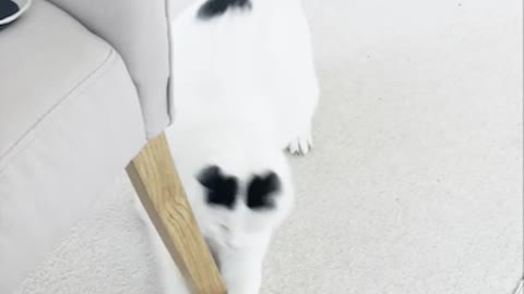 Watch Cat vs laser