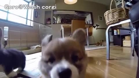 There hilarious slow mo corgi puppies will make you lungh smily