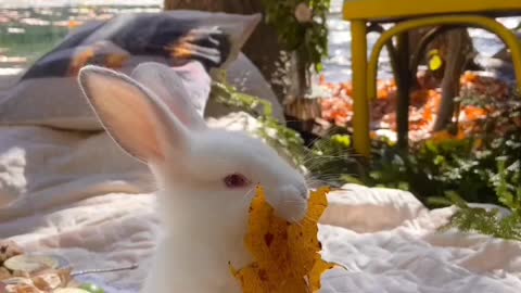 Cute Rabbit 😍|Rabbit Baby 🥰|My Bunny🐇|#shorts #cute #animal #rabbit #baby #status #youtubeshorts