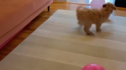 Cute, funny, puppy dogs playing