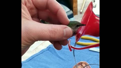 Feeding Female Ruby-Throated Hummingbird & Releasing