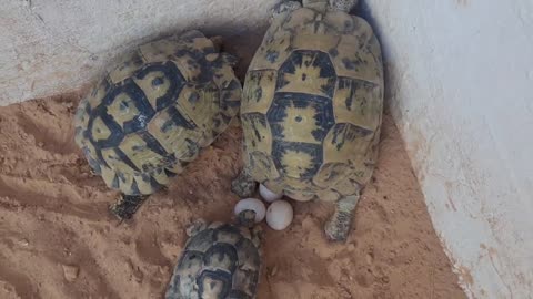 Female turtle lays three eggs, and the eggs are very solid.