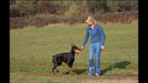 #dogtraining, #dogtrainingvideos, #dogtrainingbasics, #dogtrainingcollar, #dogtrainingtricks, #dogt