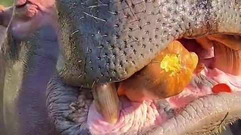 A Hippo feeding well #viral short #hippo fooding #animal food.mp4